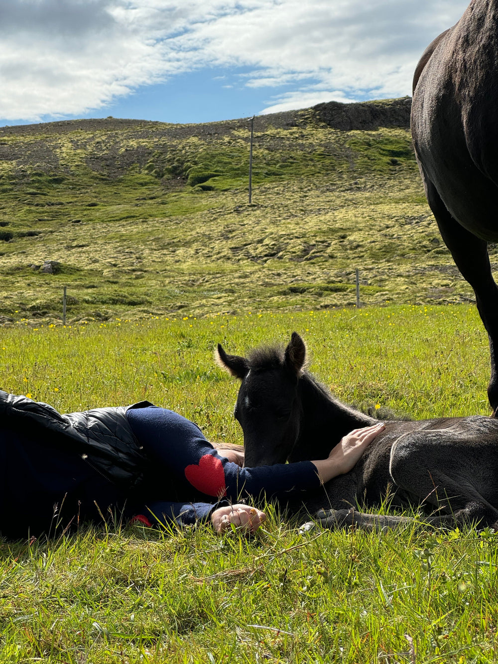 Afhverju á ég að velja náttúrulegt fyrir hestinn minn?