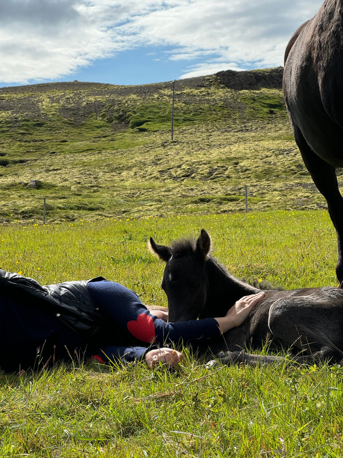 Afhverju á ég að velja náttúrulegt fyrir hestinn minn?