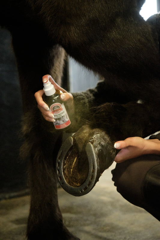 Thrush Treatment (Meðferð við fúnum hófum)