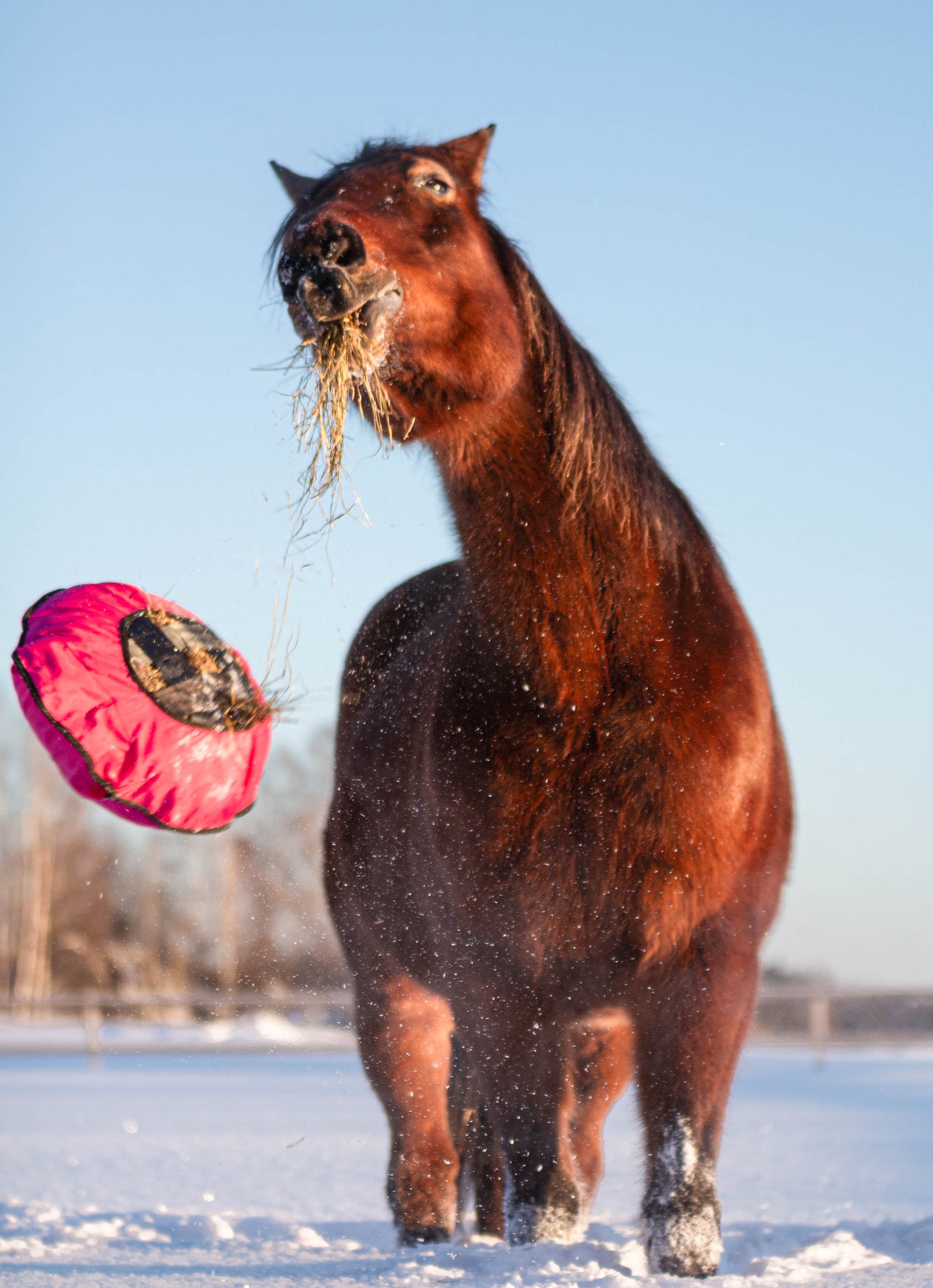 Heica® Fluffy Feeder